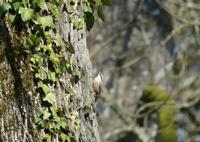 Nuthatch on a Tree Trunk