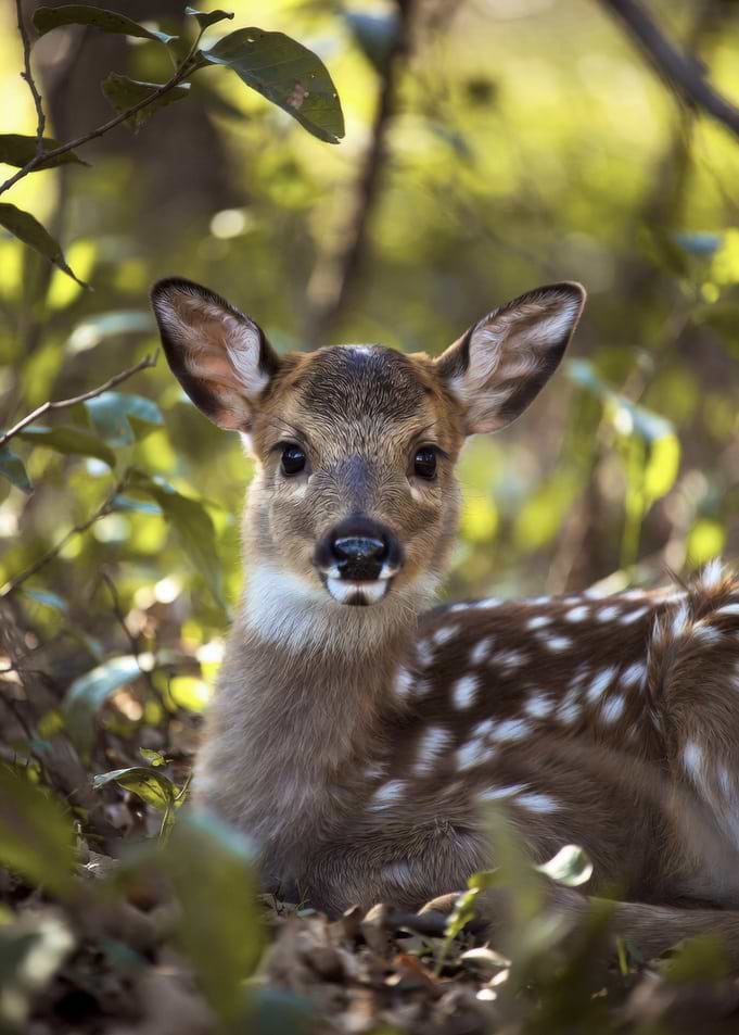 Fawn resting in foliage