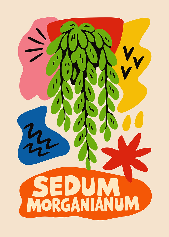 Sedum Plant Wall Art