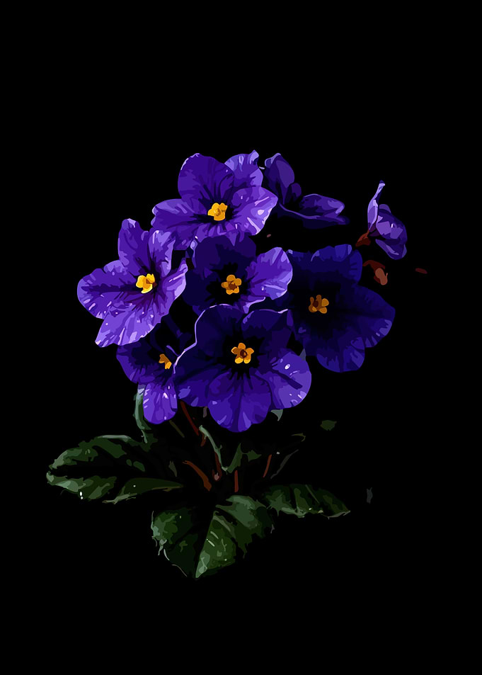 Purple African Violets on Black