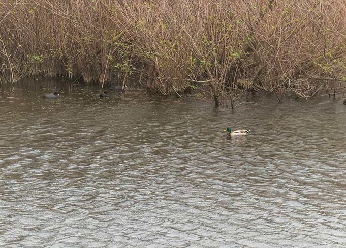 Mallard Duck and Coots on Water