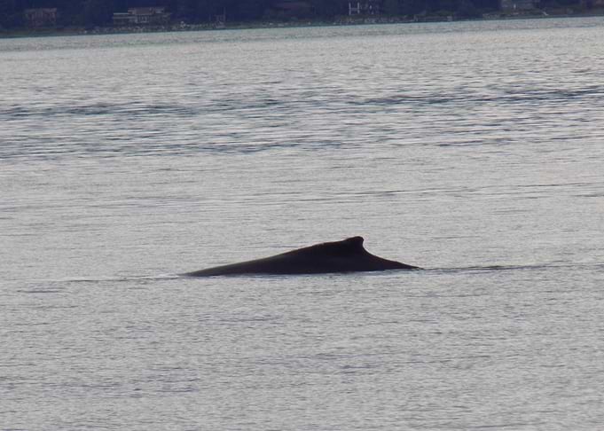 Whale surfacing in calm water