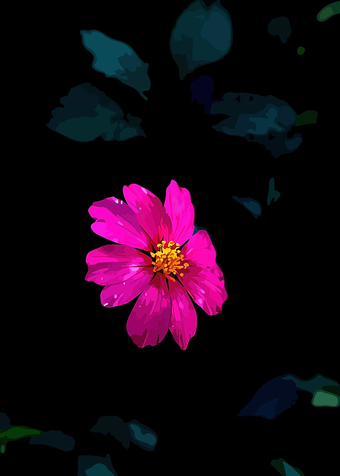 Vibrant Pink Flower on Black Background