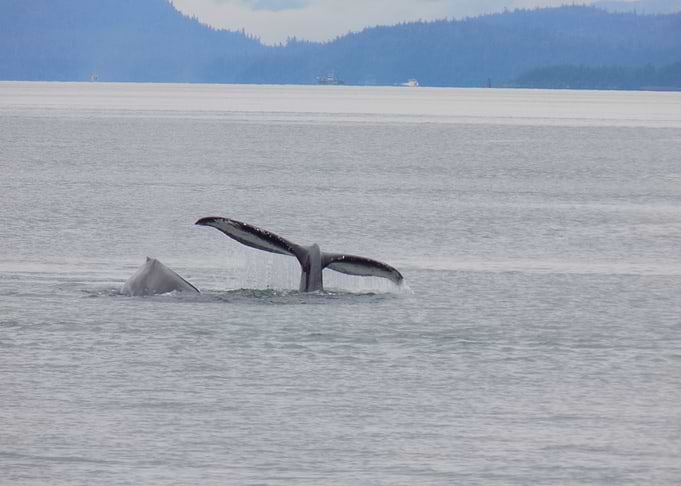 Whales Diving in the Ocean