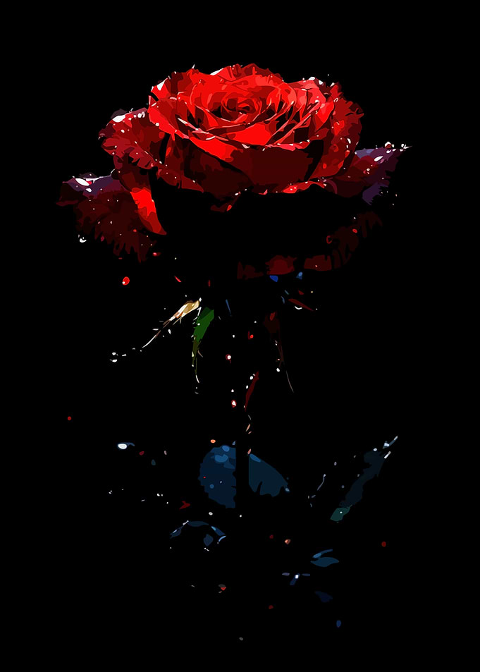 Red Rose with Water Droplets