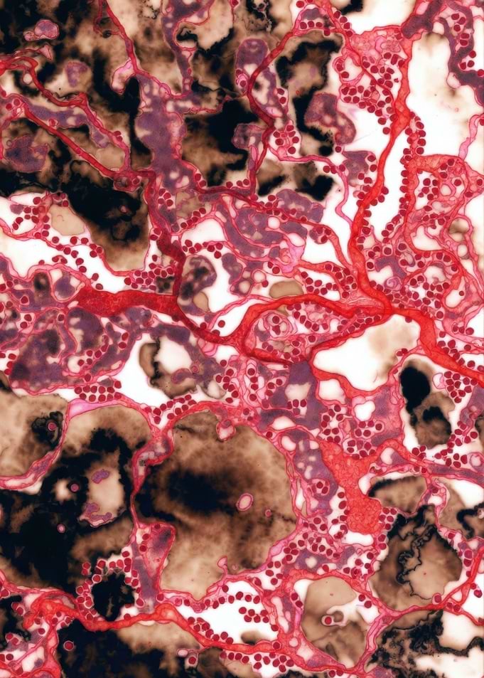 Microscopic view of blood vessels and cells