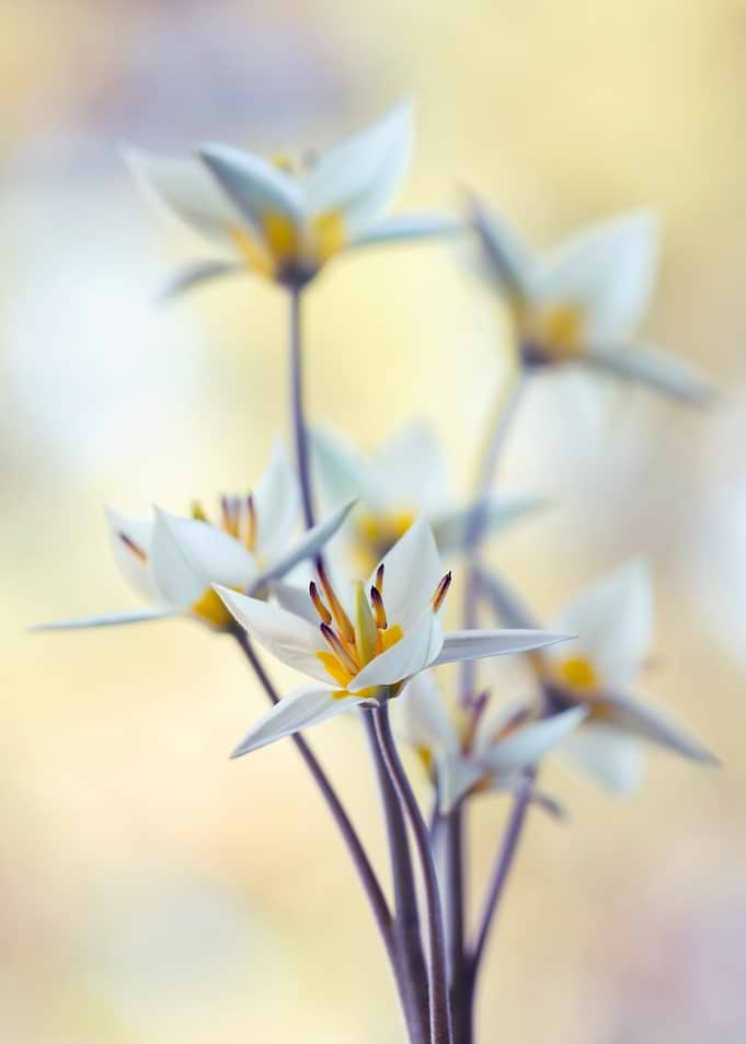 Delicate White Tulips with Yellow Centers