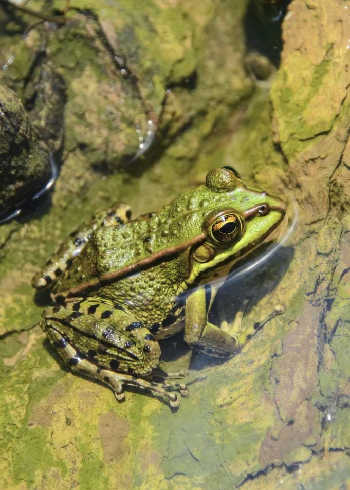 Green frog in shallow water