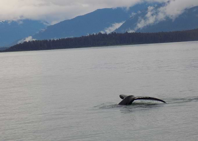 Whale tail diving into water
