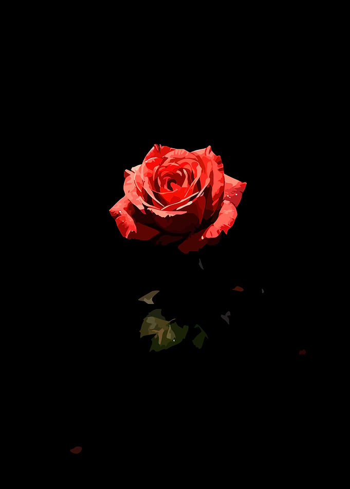 Red Rose on Black Background