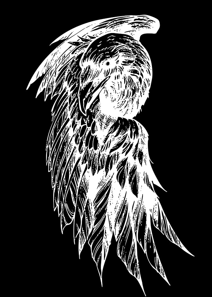 White Bird Wing Illustration