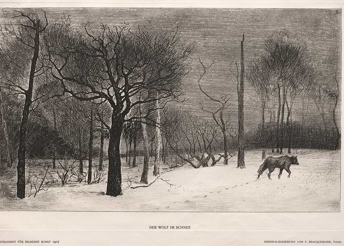 Wolf in a Snowy Forest
