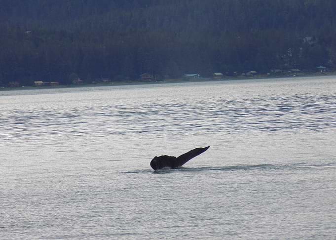 Whale tail diving into water
