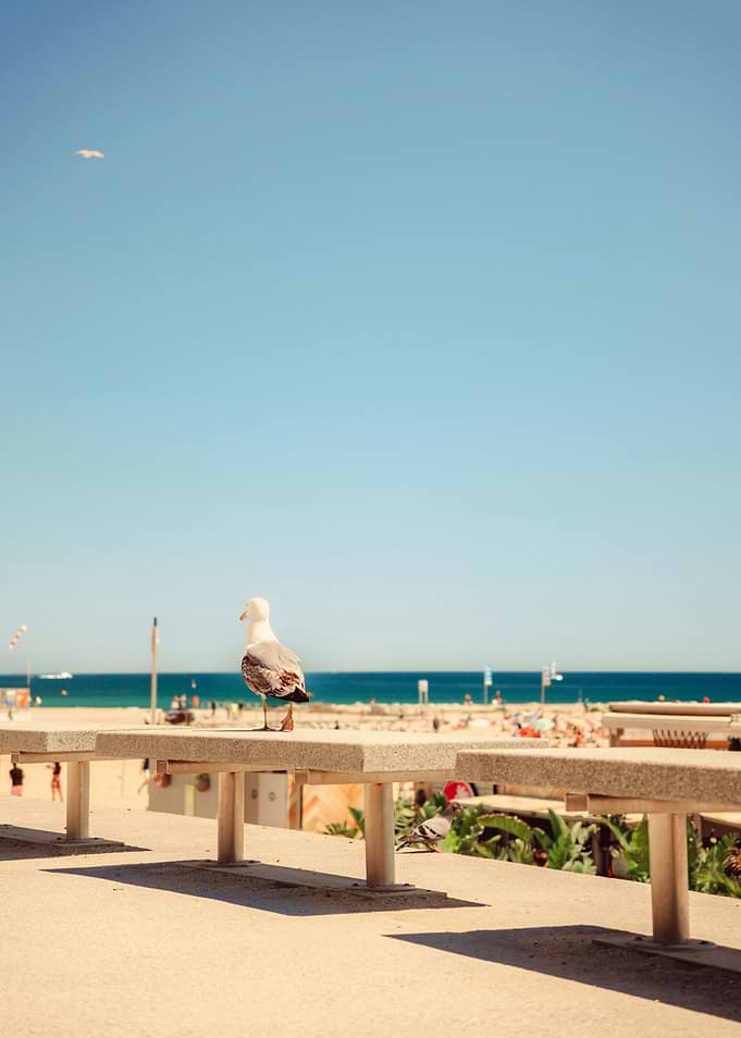 Seagull on a beach bench