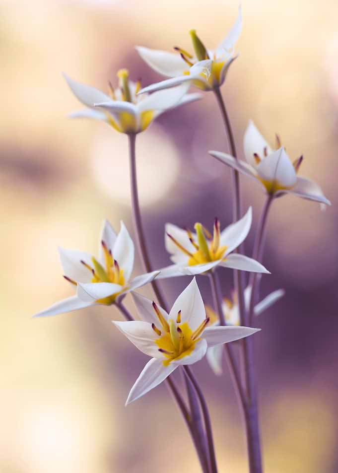 Delicate White Wild Tulips
