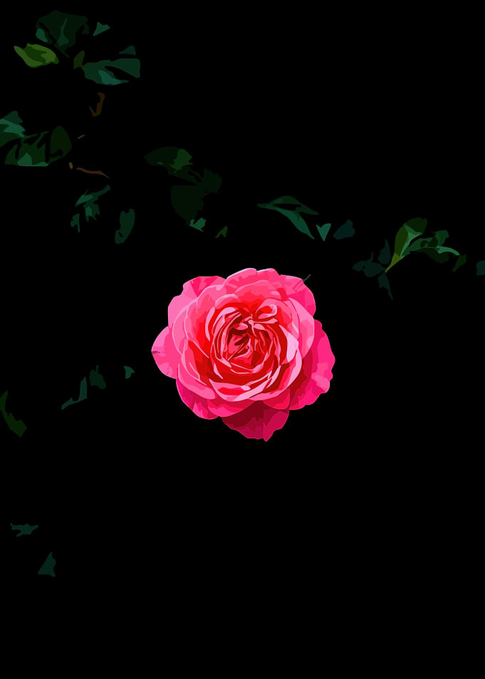 Vibrant Pink Rose on Black Background