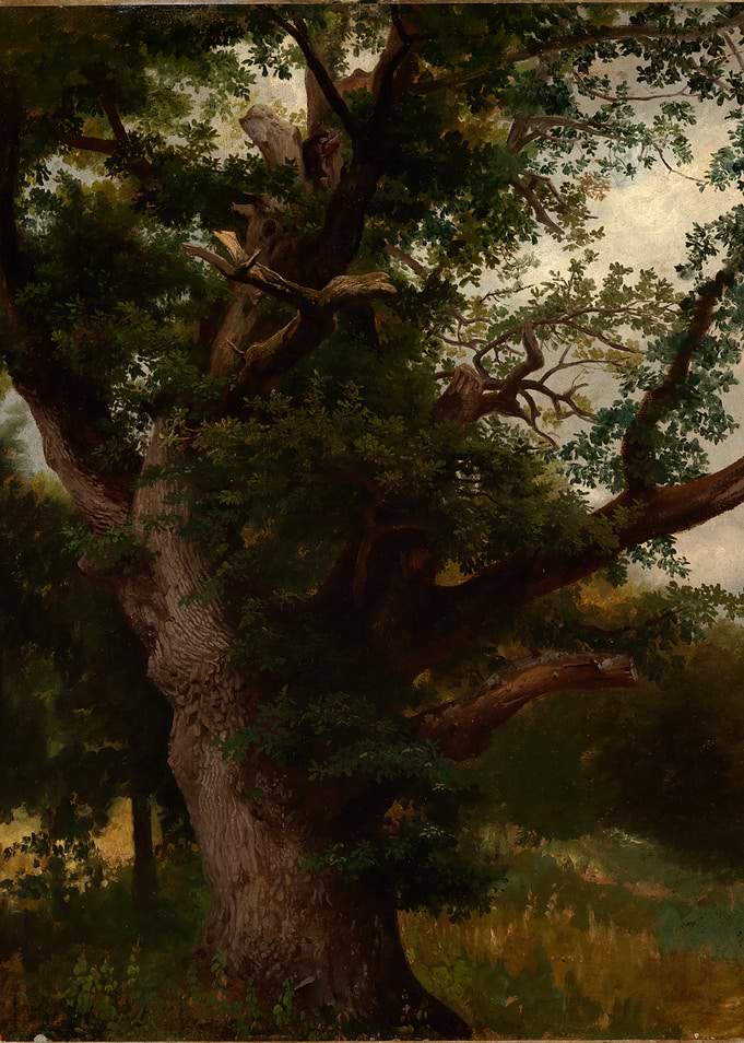 Majestic Old Oak Tree