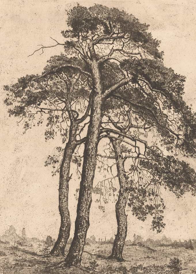 Three Pine Trees in a Landscape