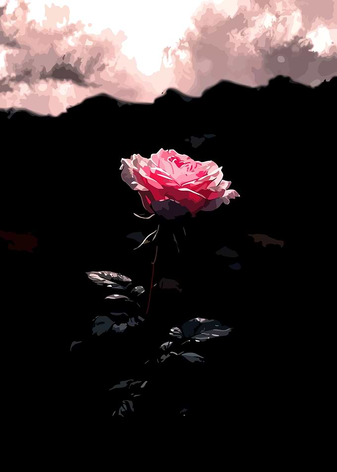Pink Rose Against Dark Background