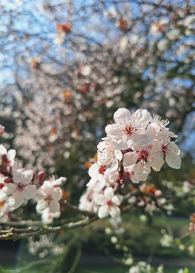 Cherry Blossoms in Bloom