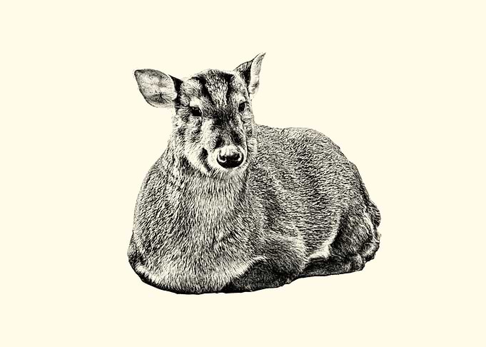 Muntjac Deer Detailed Sketch