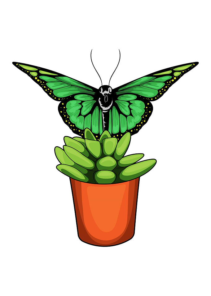 Butterfly Flower pot