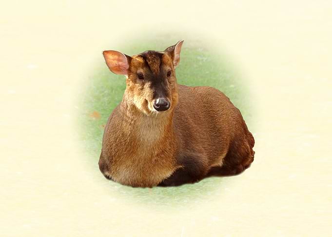 Muntjac Deer Lying Down