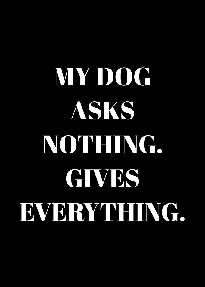 My Dog Asks Nothing Gives Everything