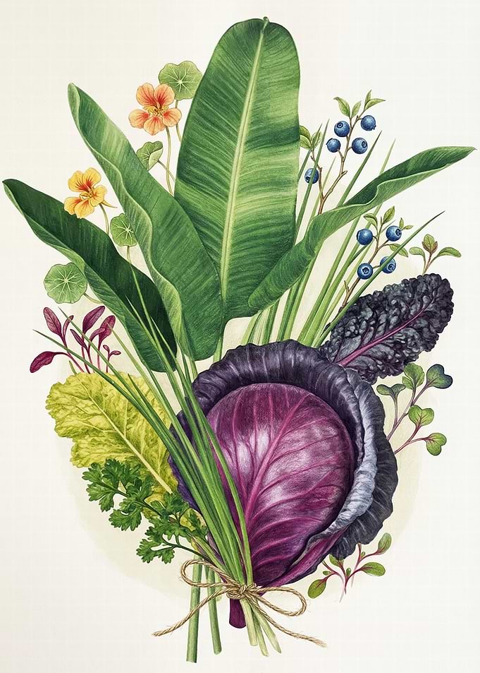 Botanical Illustration of Fresh Produce