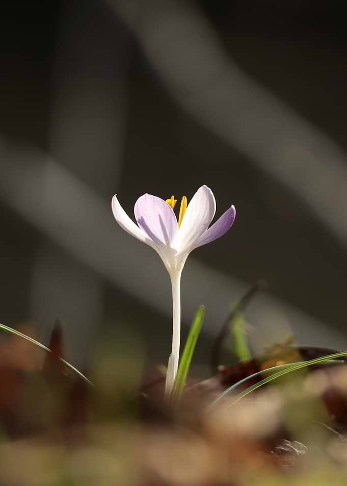 Single Crocus Flower in Sunlight