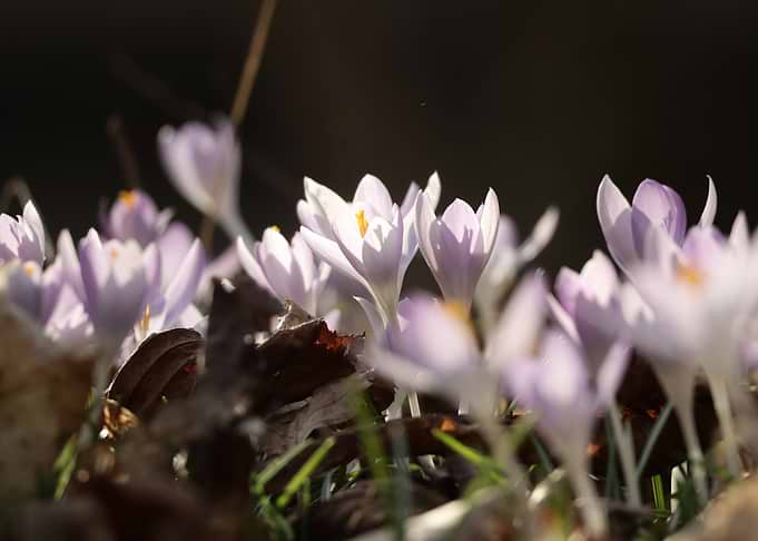 Delicate purple crocuses bloom in spring