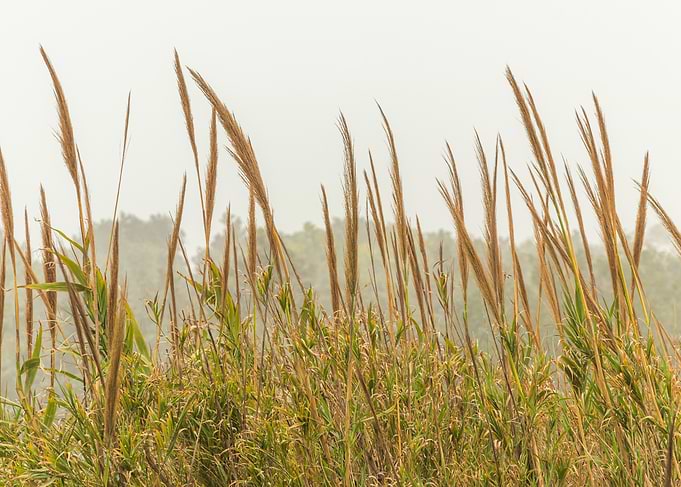 Tall Grass in Foggy Landscape