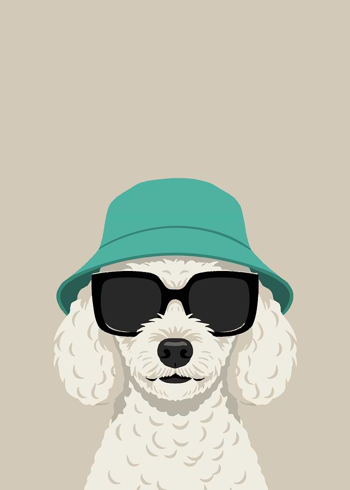Dog Wearing Sunglasses and Bucket Hat