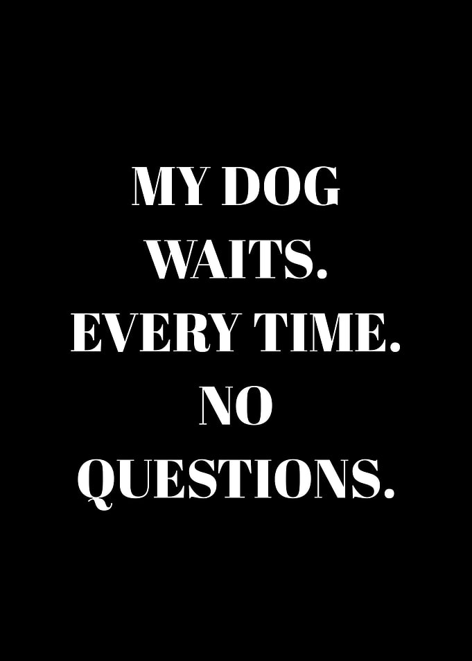 My Dog Waits Every Time No Questions