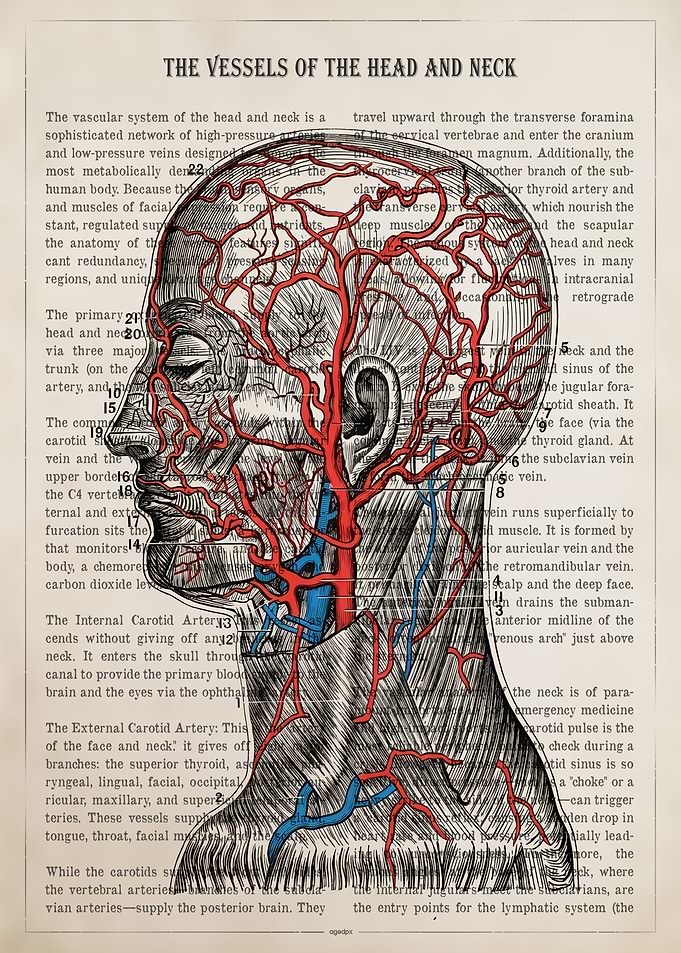 Vintage Anatomy of Head and Neck Vessels