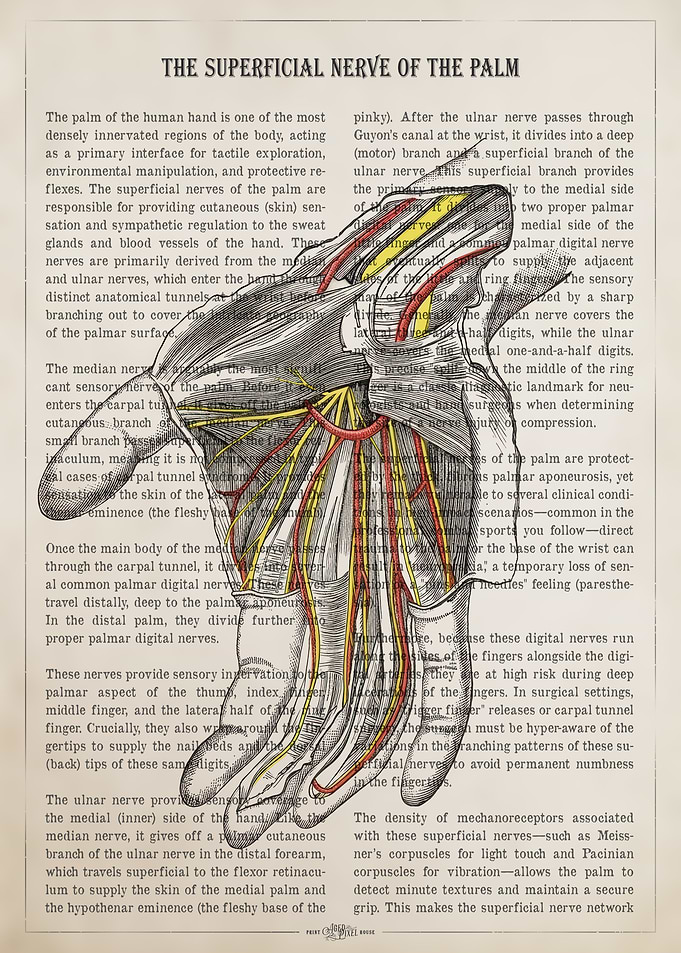 Superficial Nerve of the Palm Anatomy