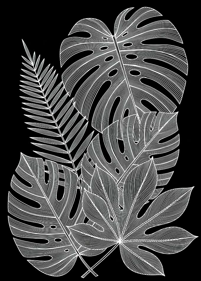 Monstera and Fern Leaves Illustration