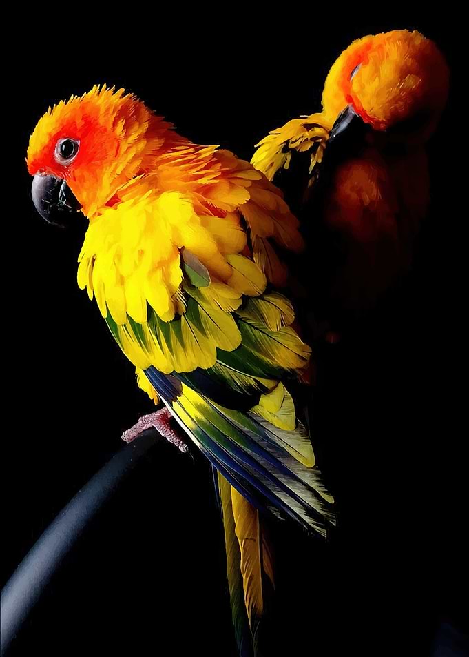 Two Sun Conure Parrots