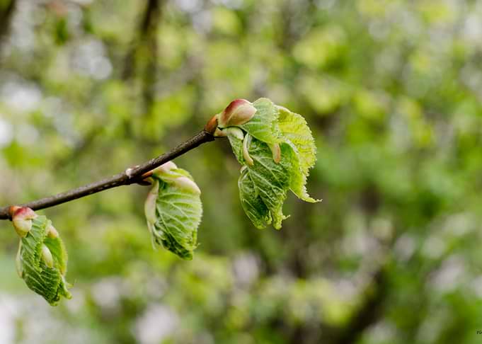 New Spring Leaves Unfurling on a Branch