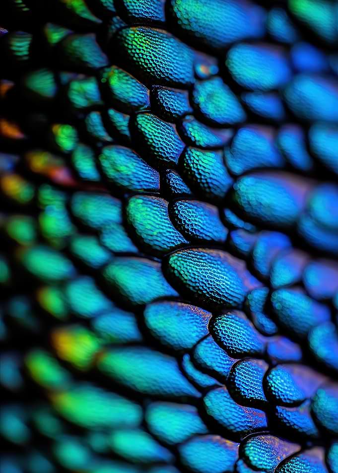 Macro View of Iridescent Scales