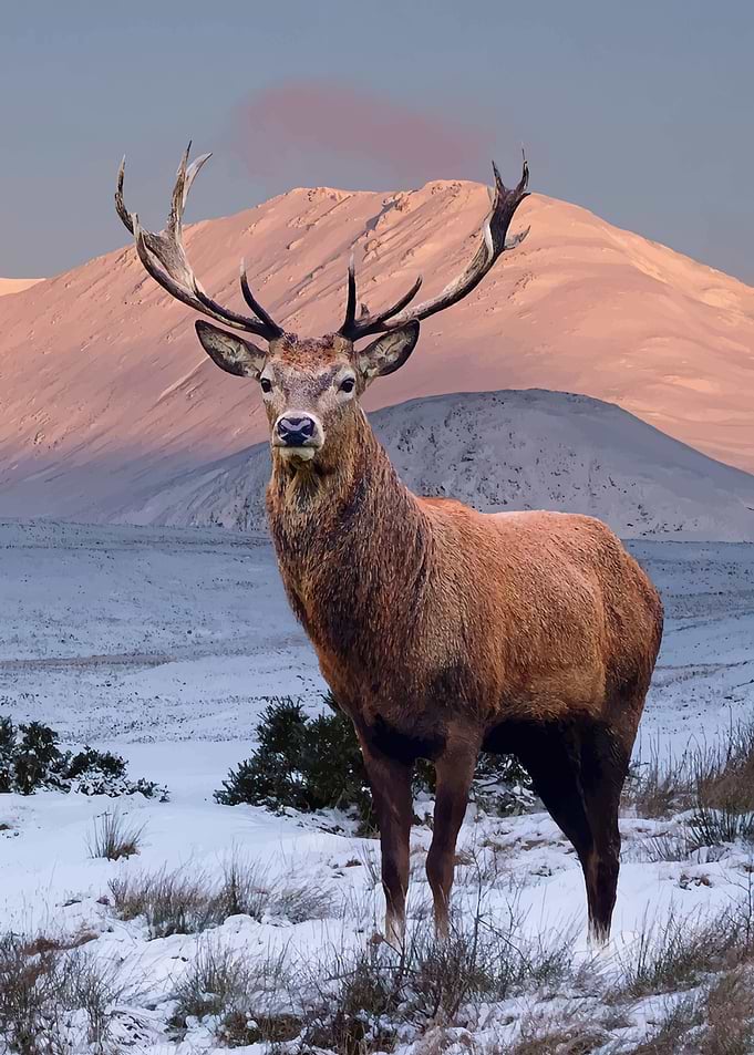 Majestic Stag in Snowy Mountain Landscape