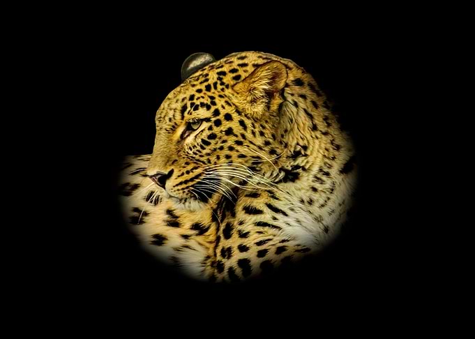 Leopard Portrait on Black Background