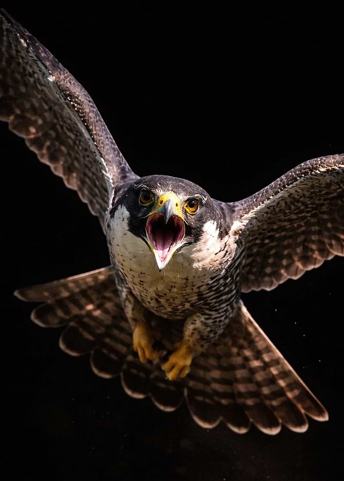 Peregrine Falcon in flight