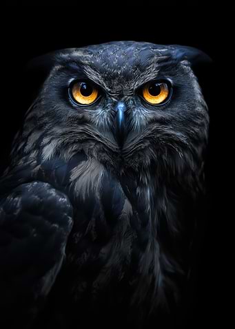 Intense Owl Portrait