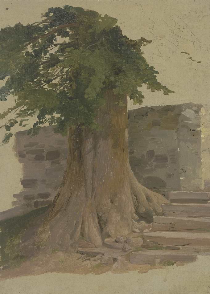 Tree roots and stone wall