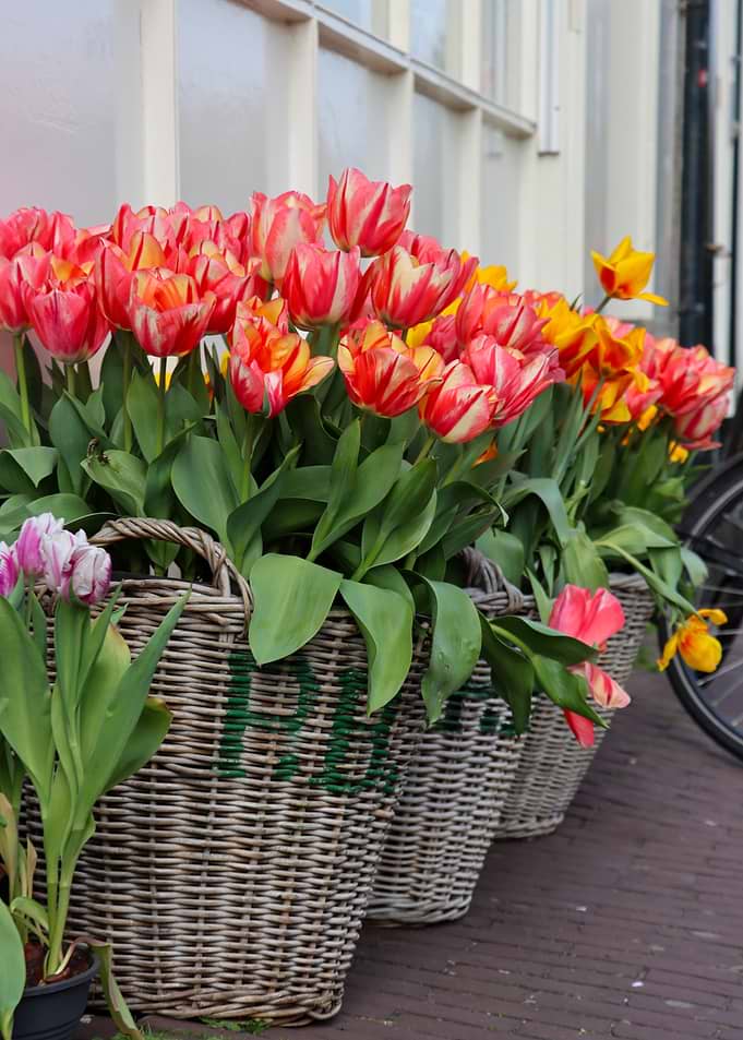 Baskets of Colorful Tulips
