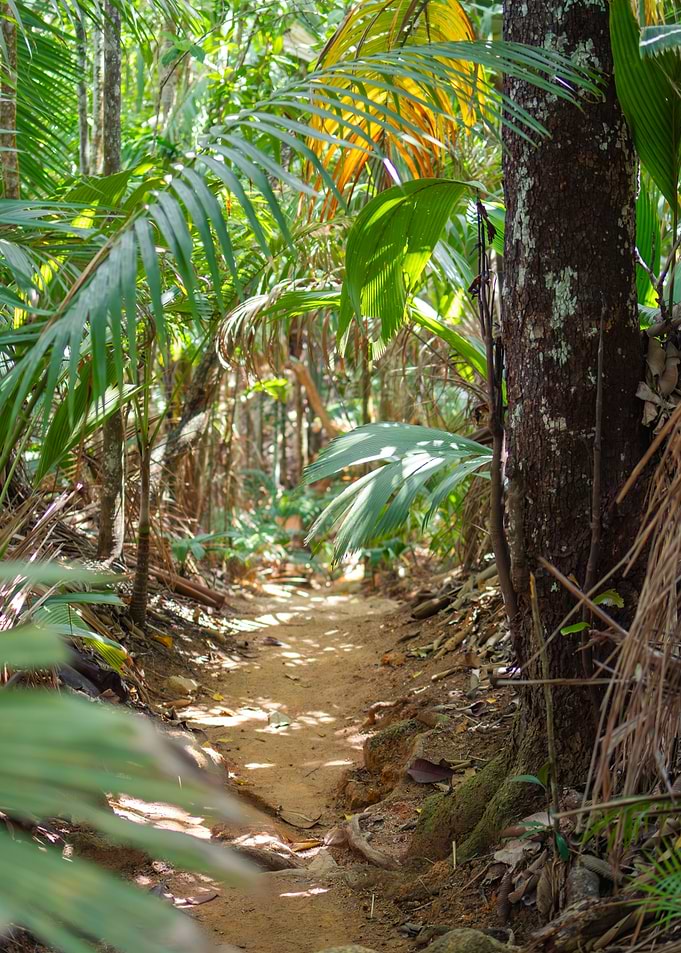 Jungle Path with Palm Trees