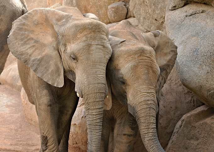 Two Elephants Together