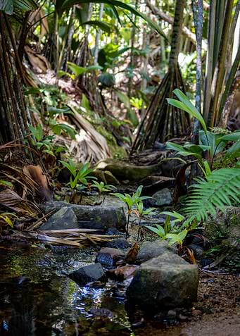 Jungle Stream with Rocks and Plants