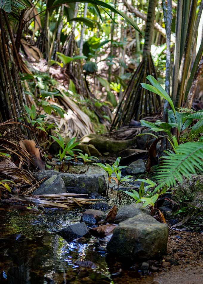 Jungle Stream with Rocks and Plants